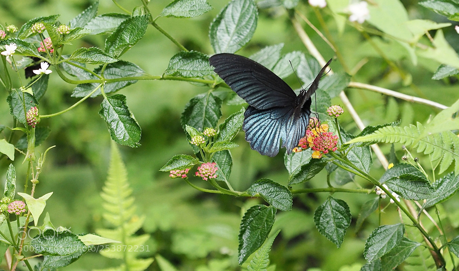 Olympus OM-D E-M5 II sample photo. In the refreshing green, photography