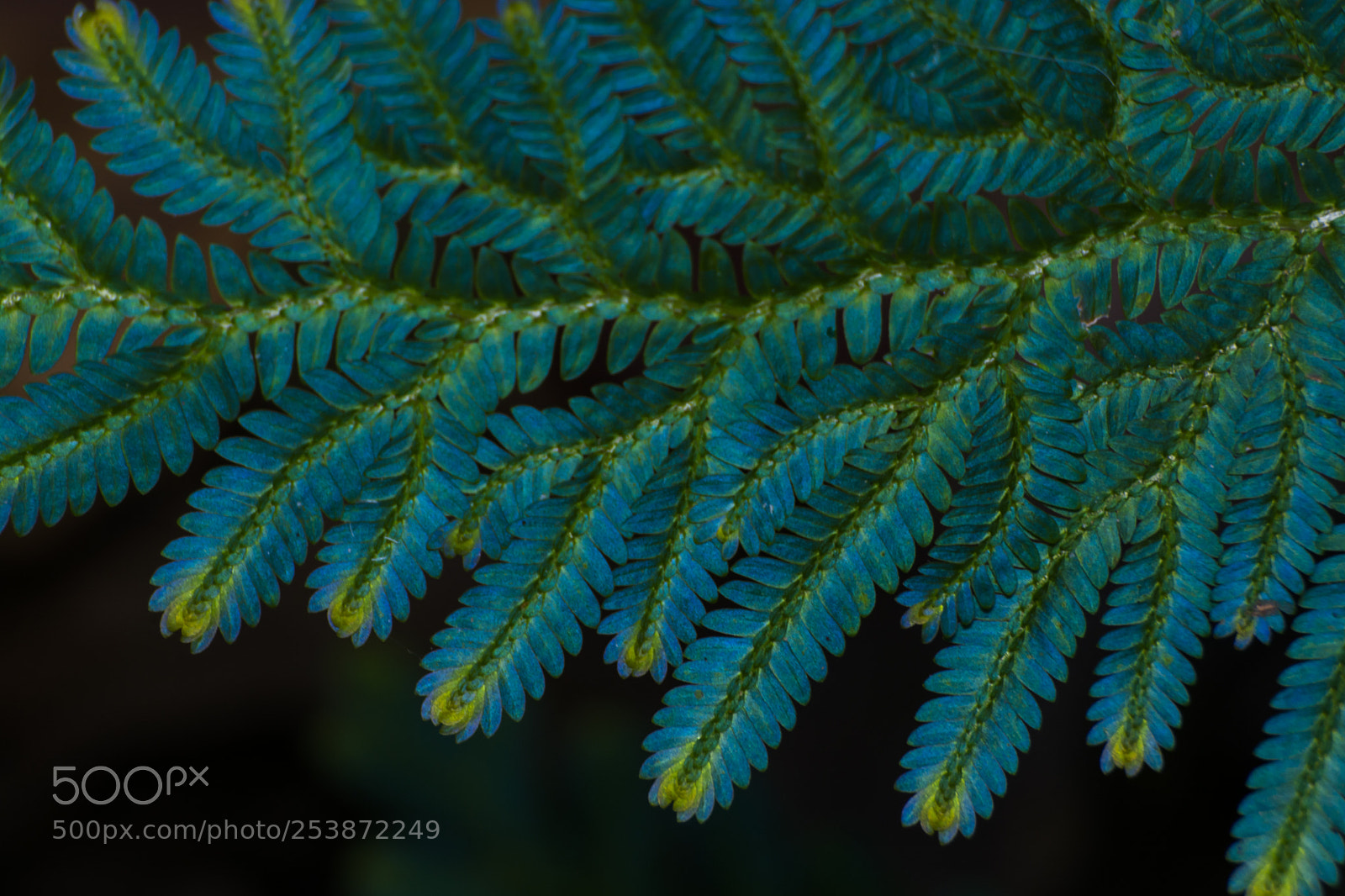 Nikon D7100 sample photo. Fern photography