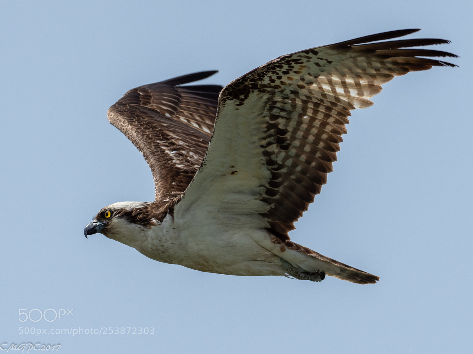 Olympus OM-D E-M1 Mark II sample photo. Osprey photography