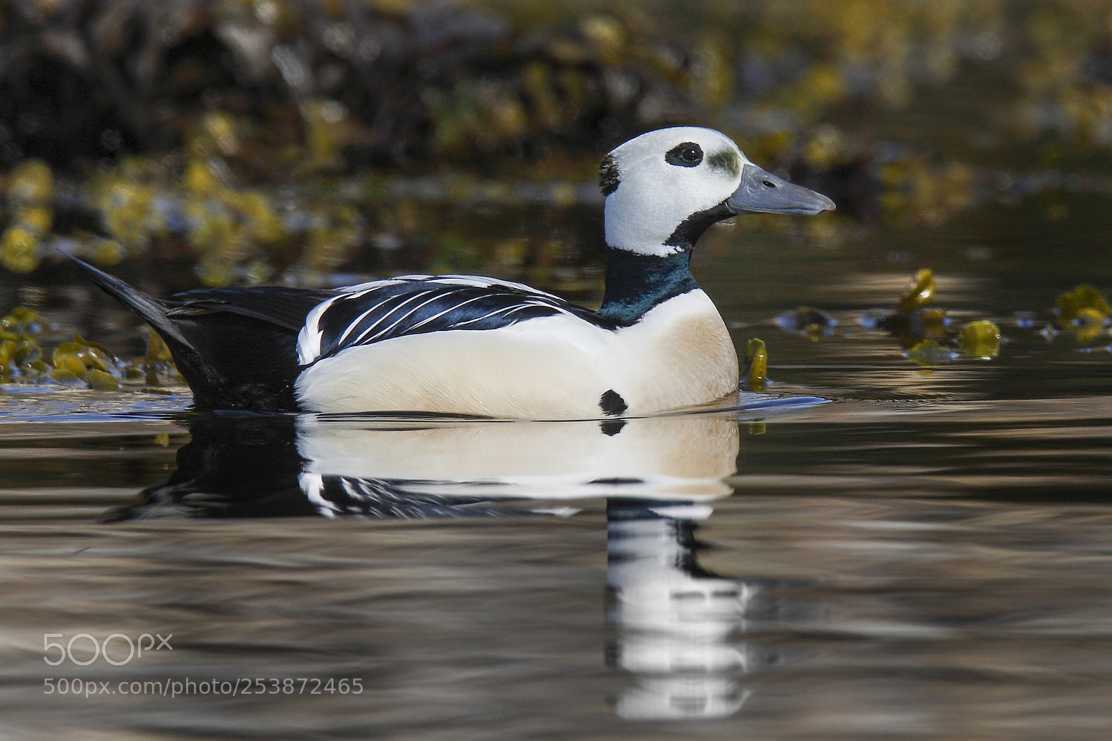 Canon EOS 7D sample photo. Steller's eider (polysticta stelleri) photography