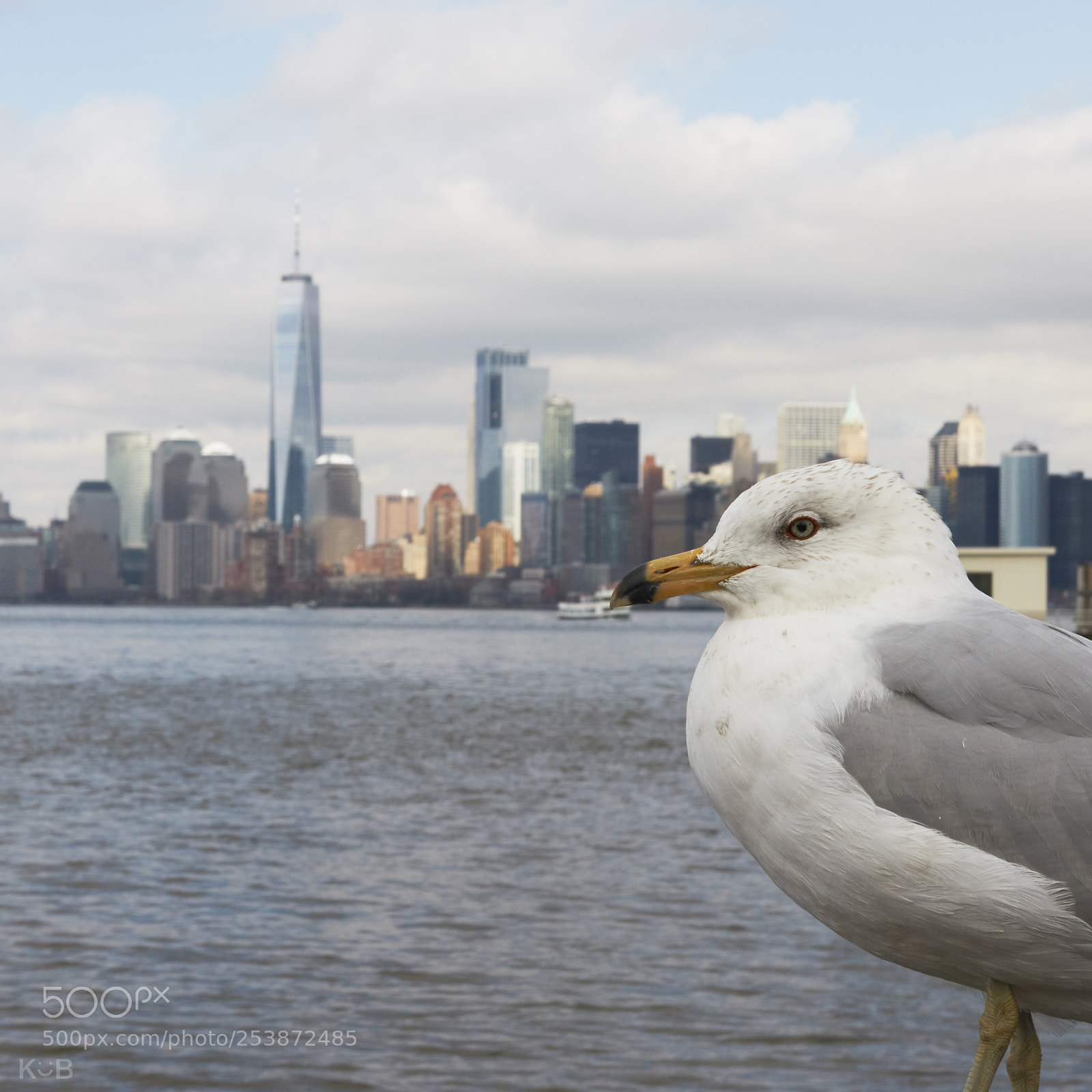 Canon EOS 70D sample photo. Seagull photography