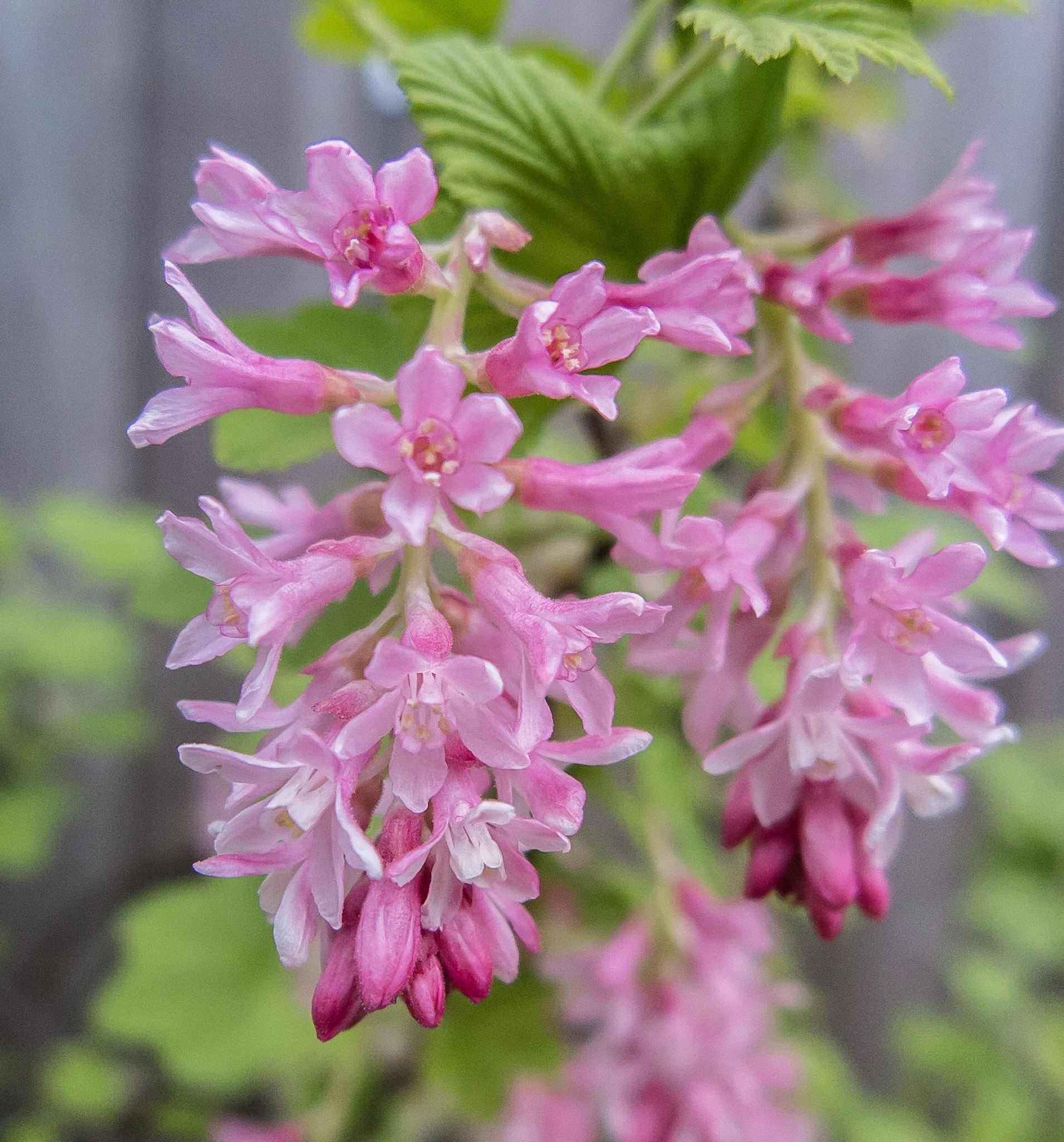Canon PowerShot G1 X Mark II sample photo. Spring is on photography