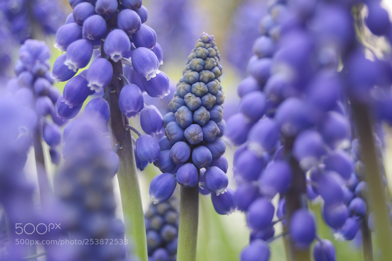 Nikon D3100 sample photo. Muscari photography