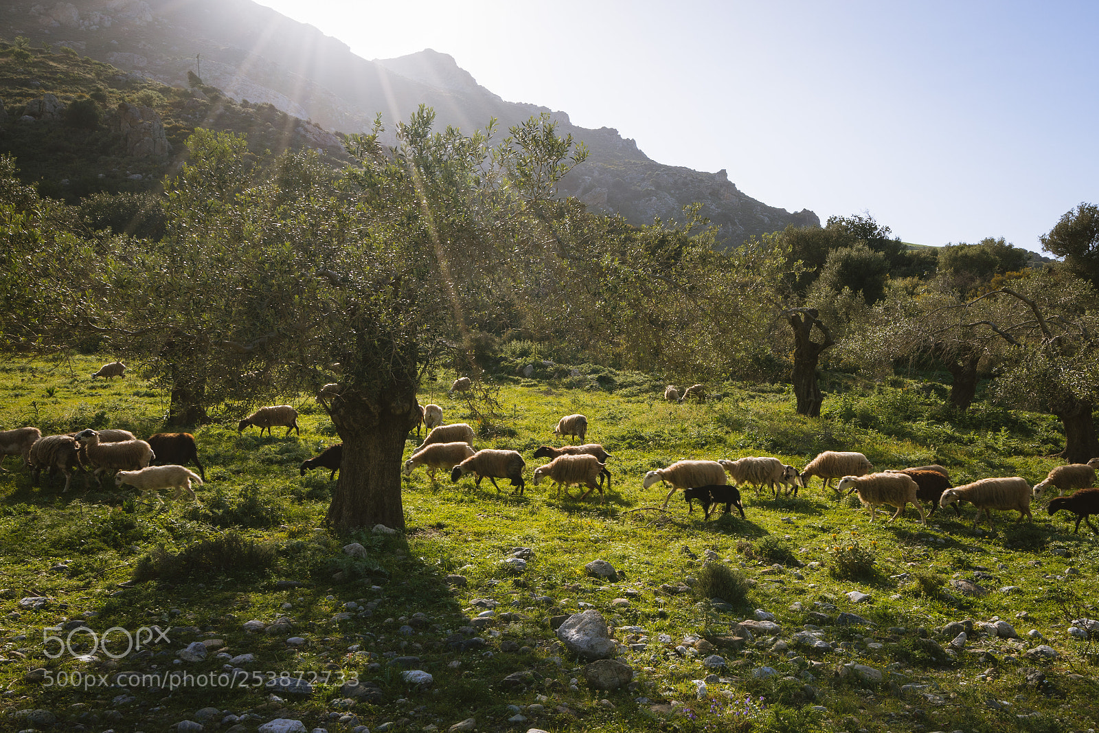 Sony a7 II sample photo. Sheeps photography