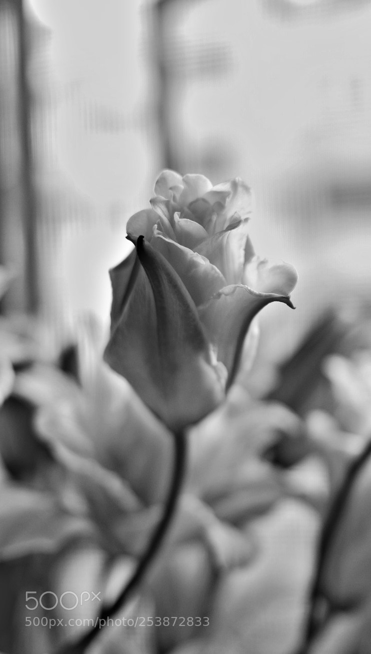Fujifilm X-T2 sample photo. Untitled photography