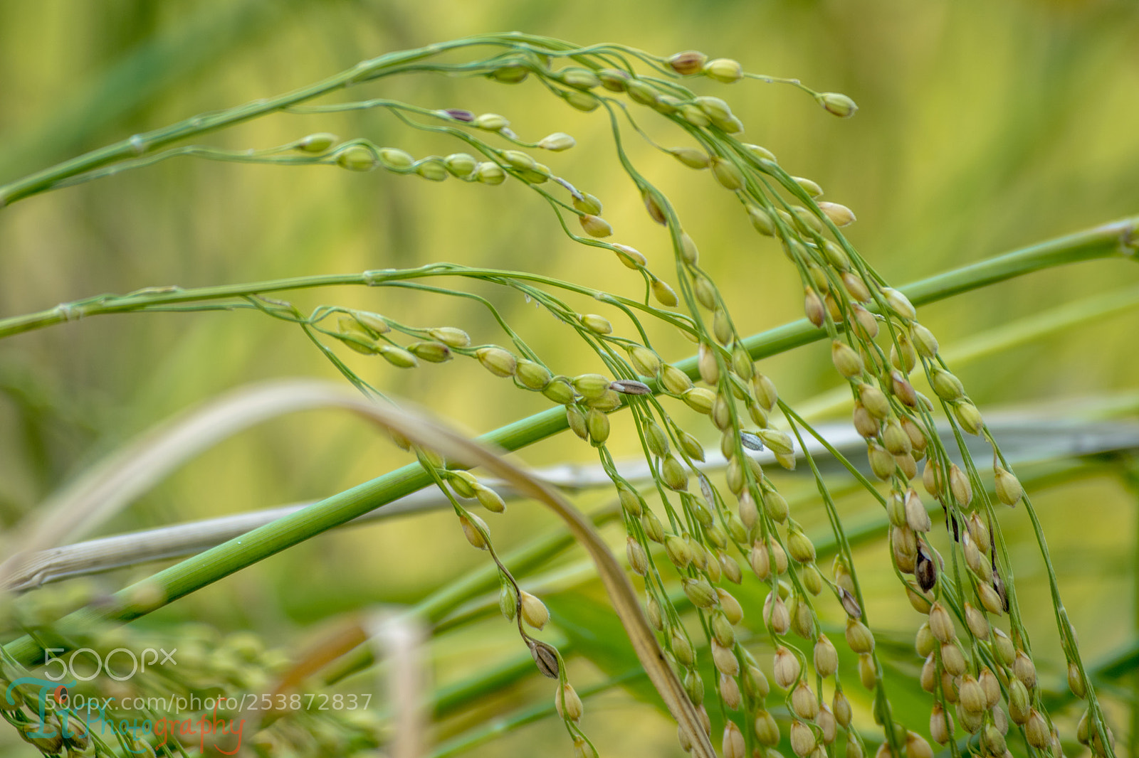 Nikon D5300 sample photo. Rice photography