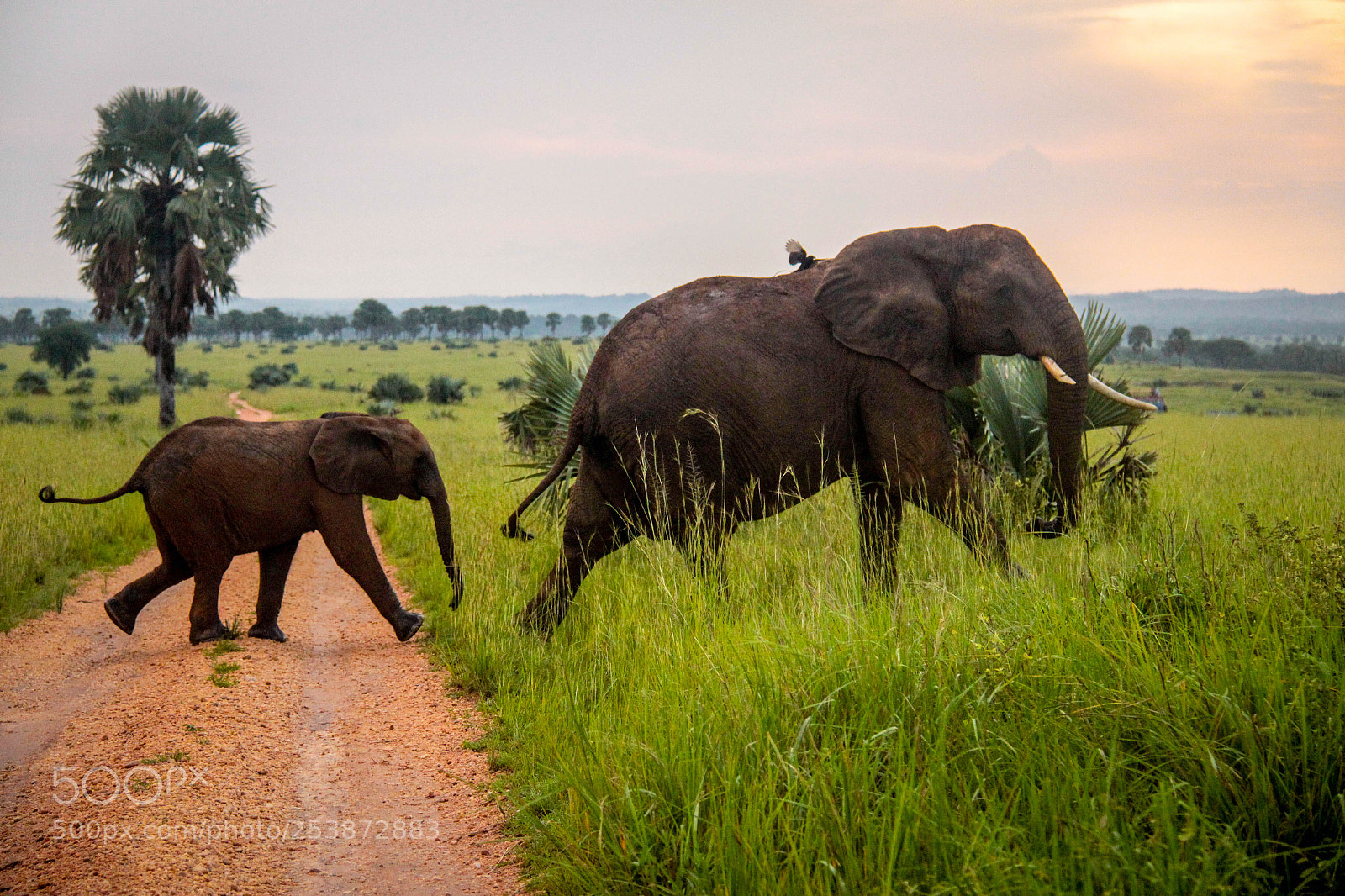 Canon EOS 700D (EOS Rebel T5i / EOS Kiss X7i) sample photo. Baby elephant follows his photography
