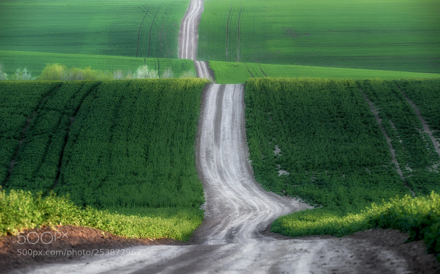 Nikon D700 sample photo. The road photography