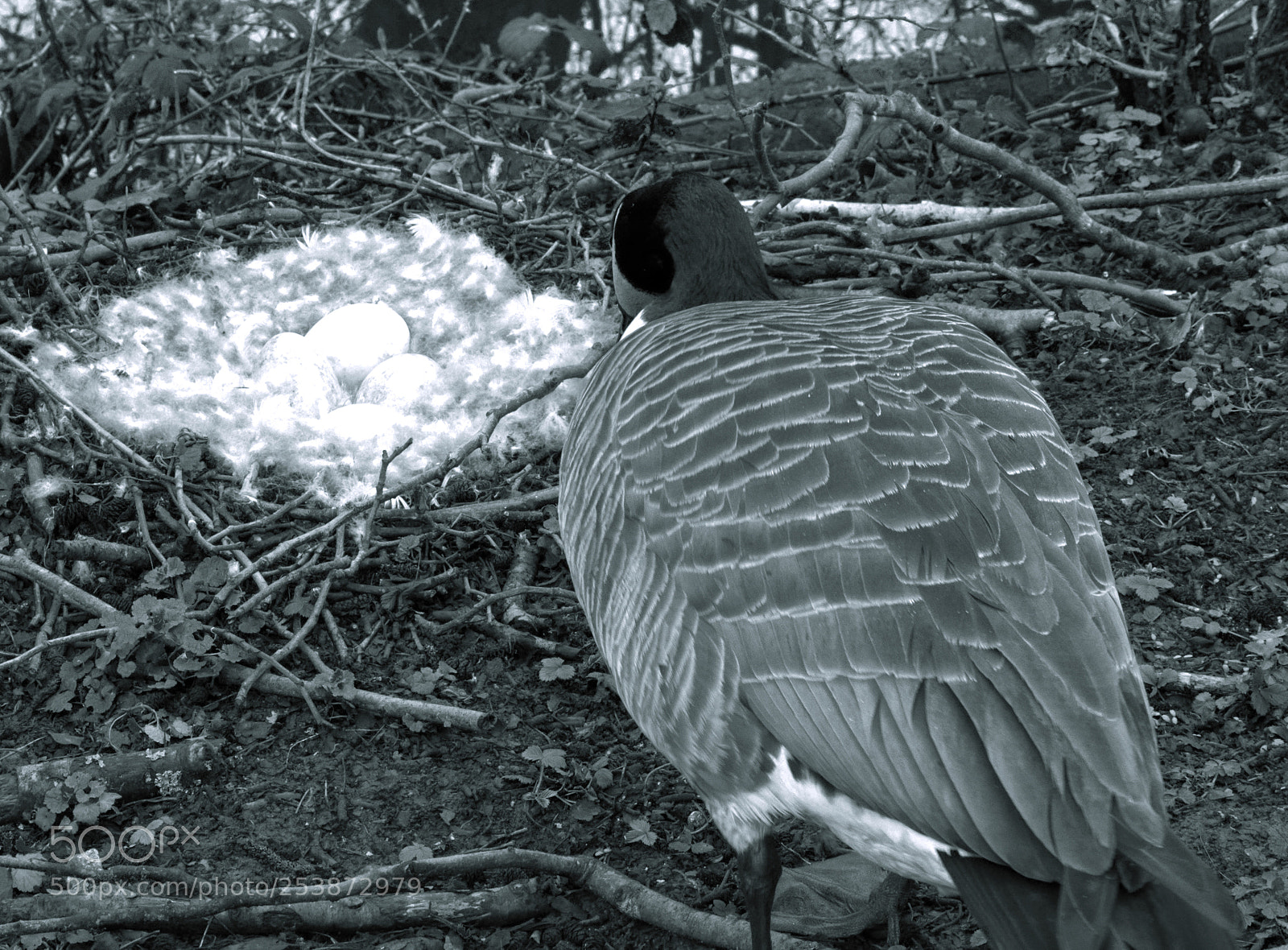Nikon D7100 sample photo. Eggs mono photography