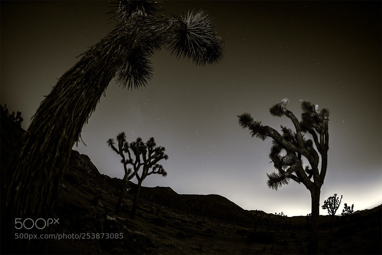 Nikon D810 sample photo. Sweet joshua trees at photography