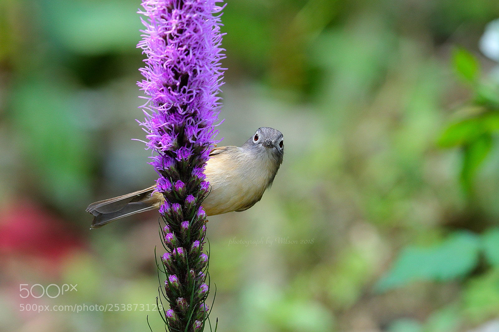 Canon EOS-1D X Mark II sample photo. Gray-cheeked fulvetta photography