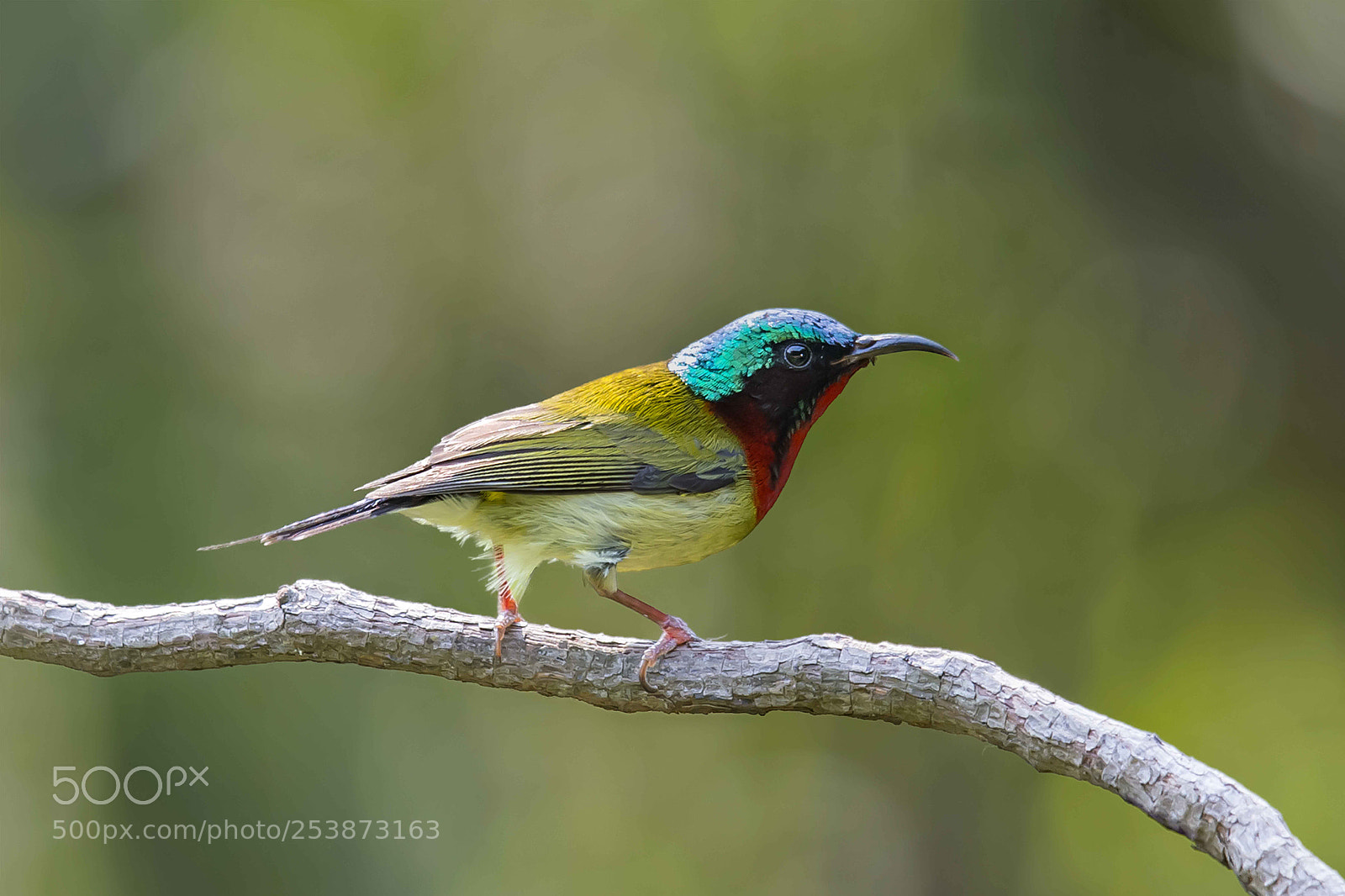 Nikon D4 sample photo. Fork tailed sunbird photography