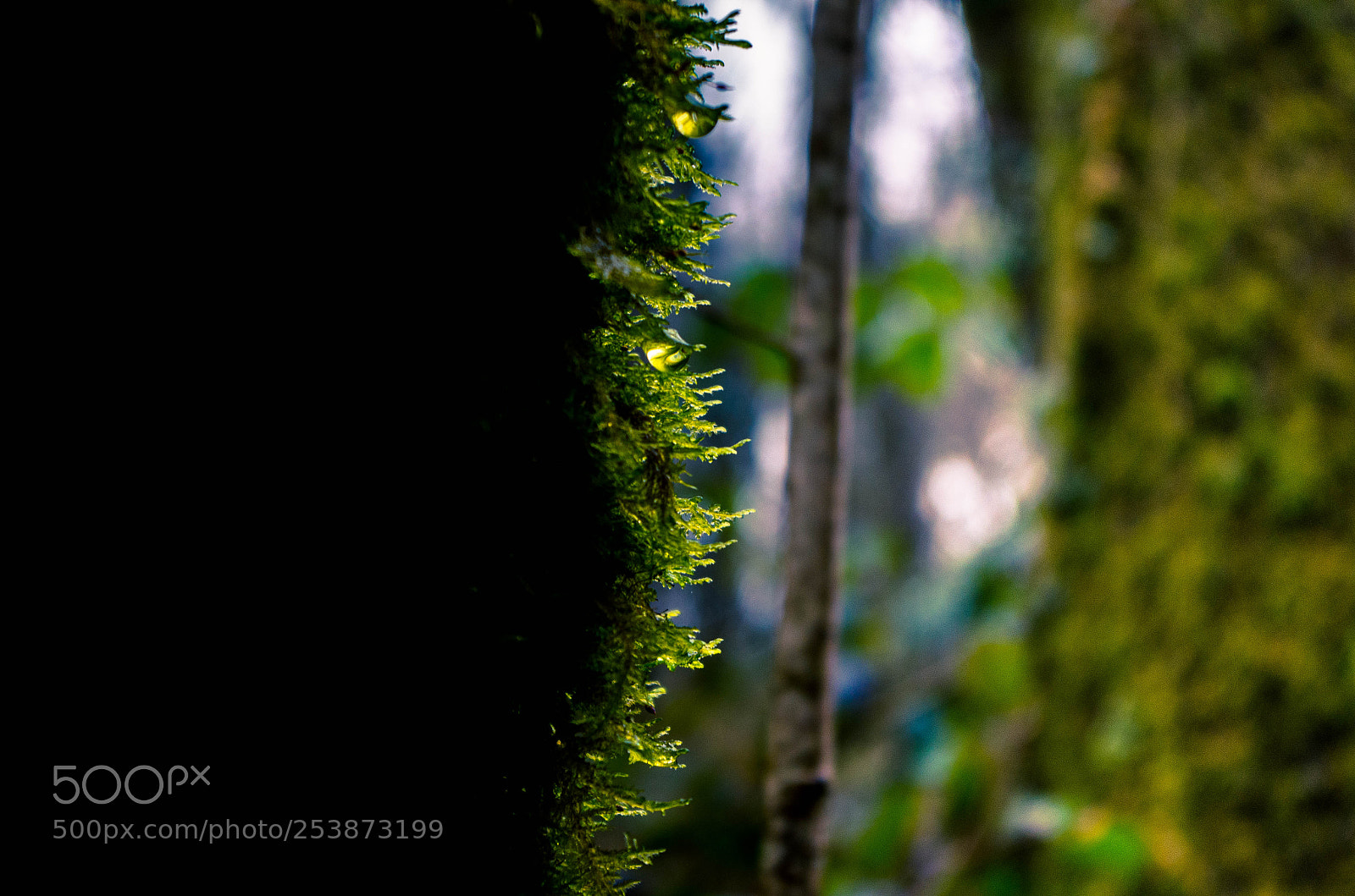 Pentax K-50 sample photo. Nº10 move slowly photography