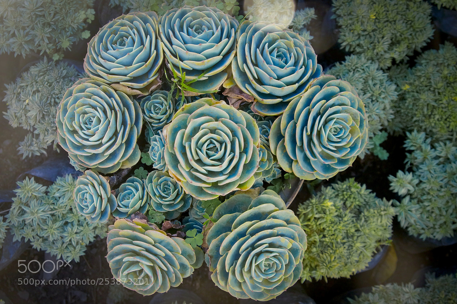 Sony SLT-A57 sample photo. Succulents in my garden! photography