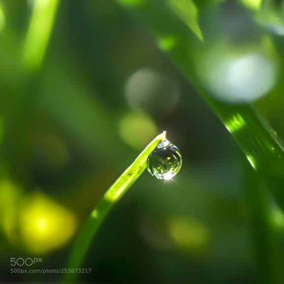 Nikon D5600 sample photo. Drop photography