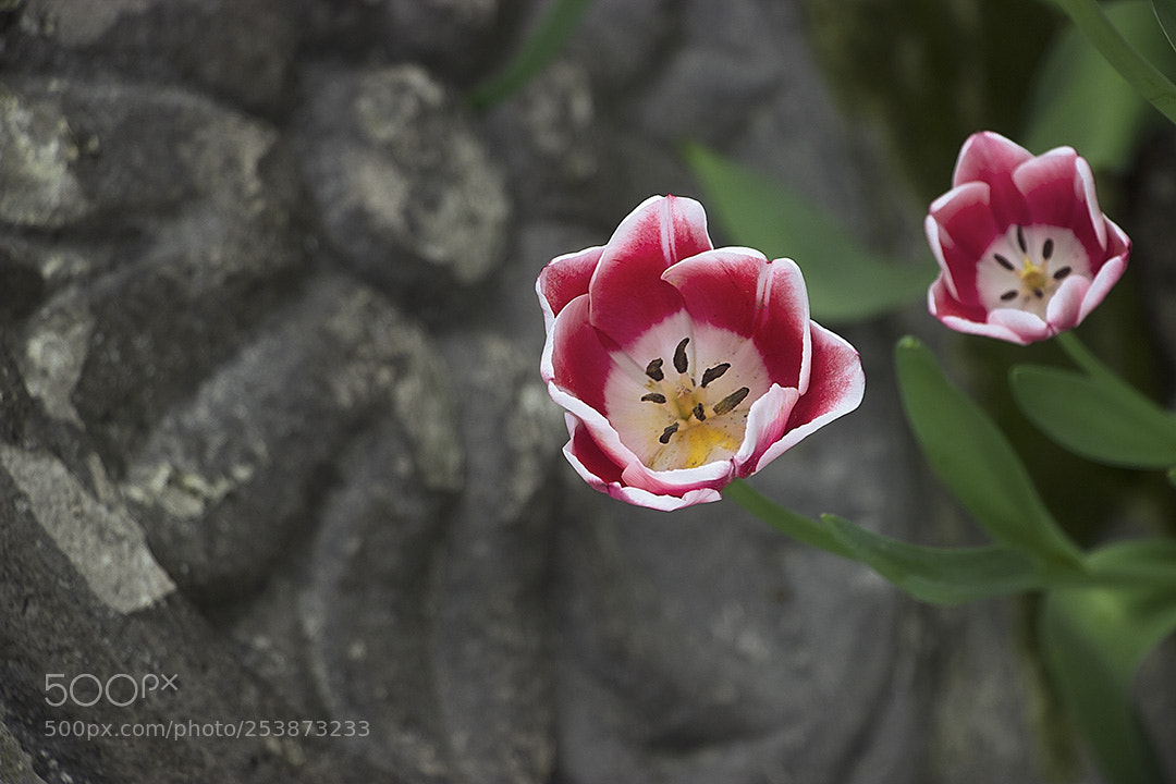 Canon EOS 600D (Rebel EOS T3i / EOS Kiss X5) sample photo. Even the graves photography