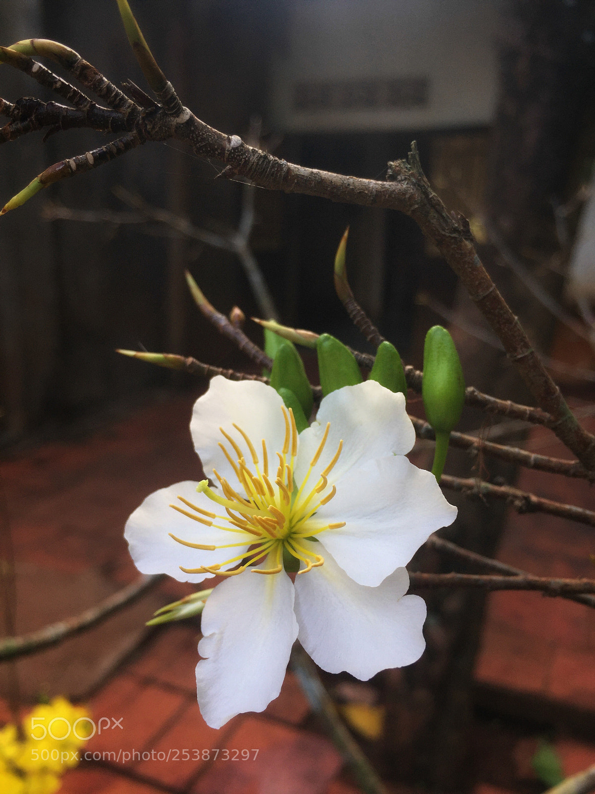 Apple iPhone 6 sample photo. Untitled photography