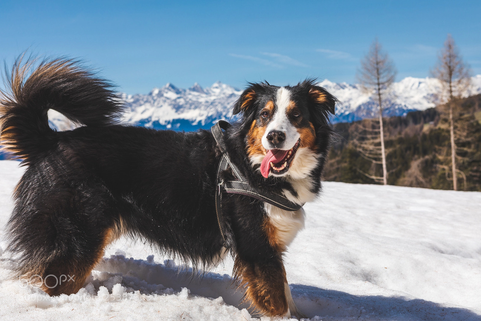 Canon EOS 5D Mark IV sample photo. Happy dog photography