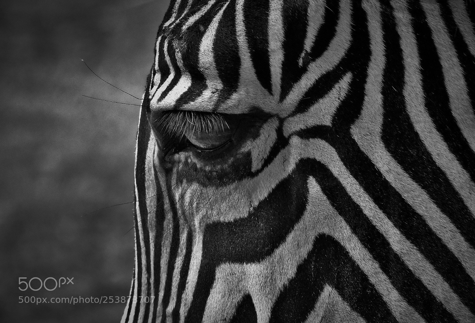 Sony Cyber-shot DSC-H400 sample photo. Zebra eye photography
