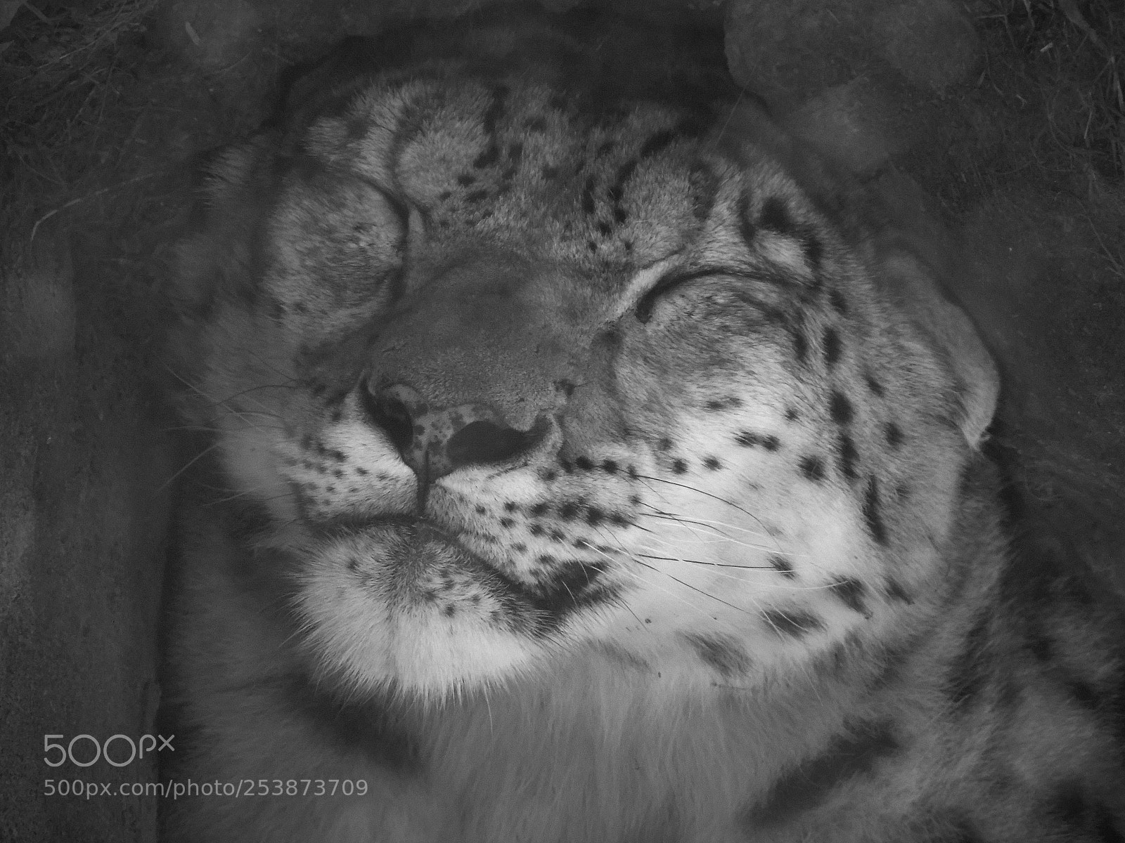 Sony Cyber-shot DSC-H400 sample photo. Sleeping snow leopard photography