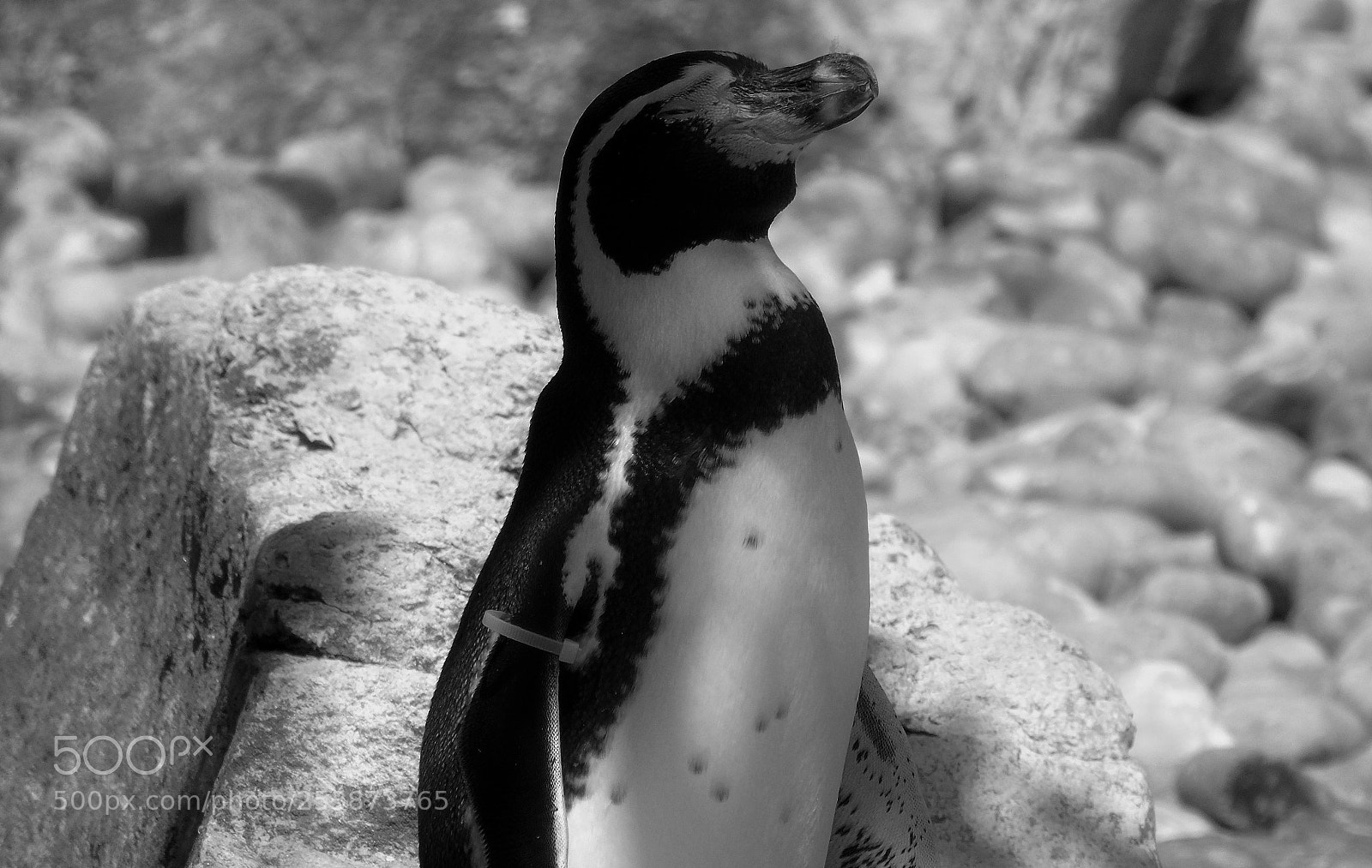Sony Cyber-shot DSC-H400 sample photo. Penguin close-up photography