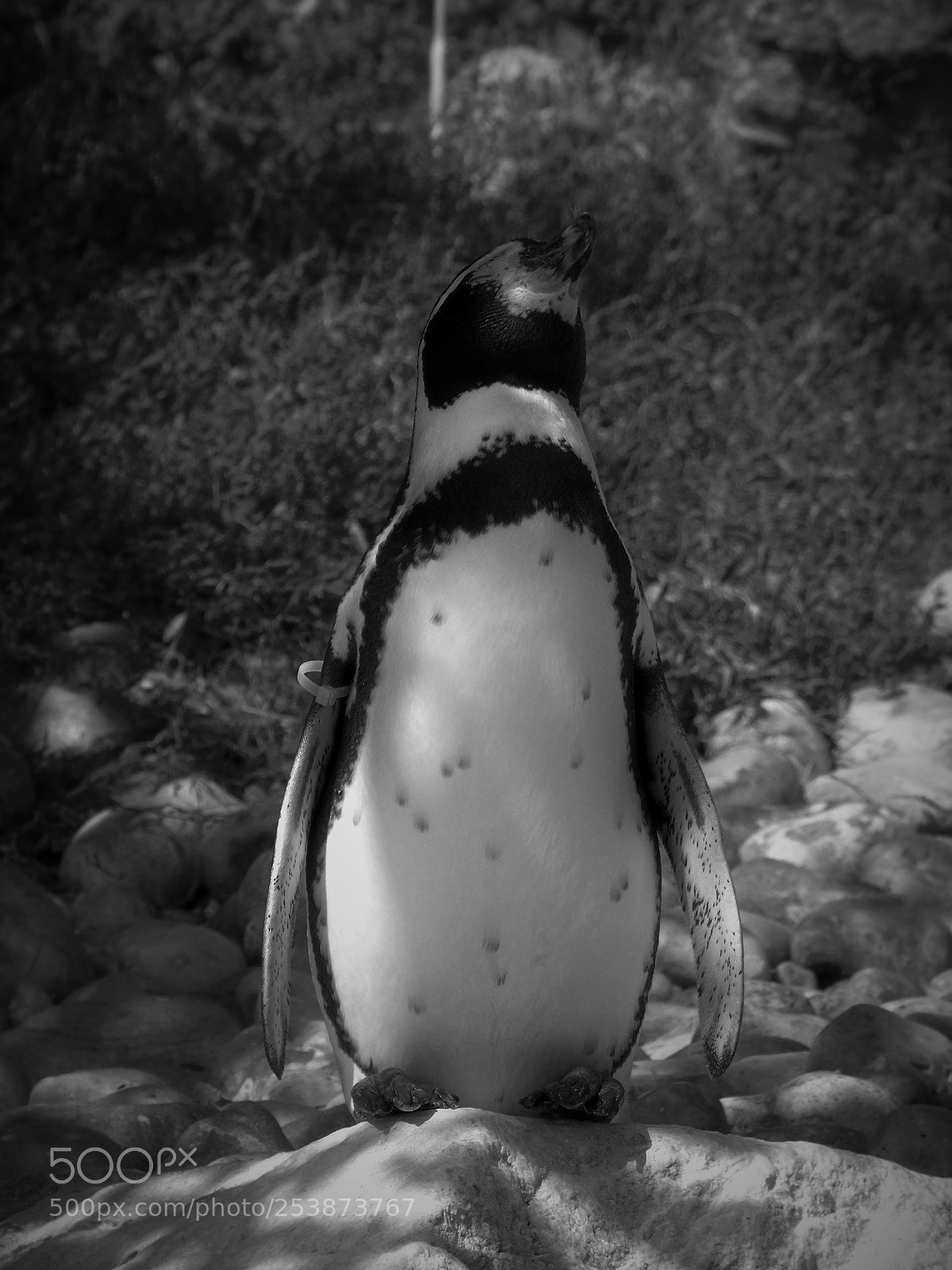 Sony Cyber-shot DSC-H400 sample photo. Penguin portrait photography