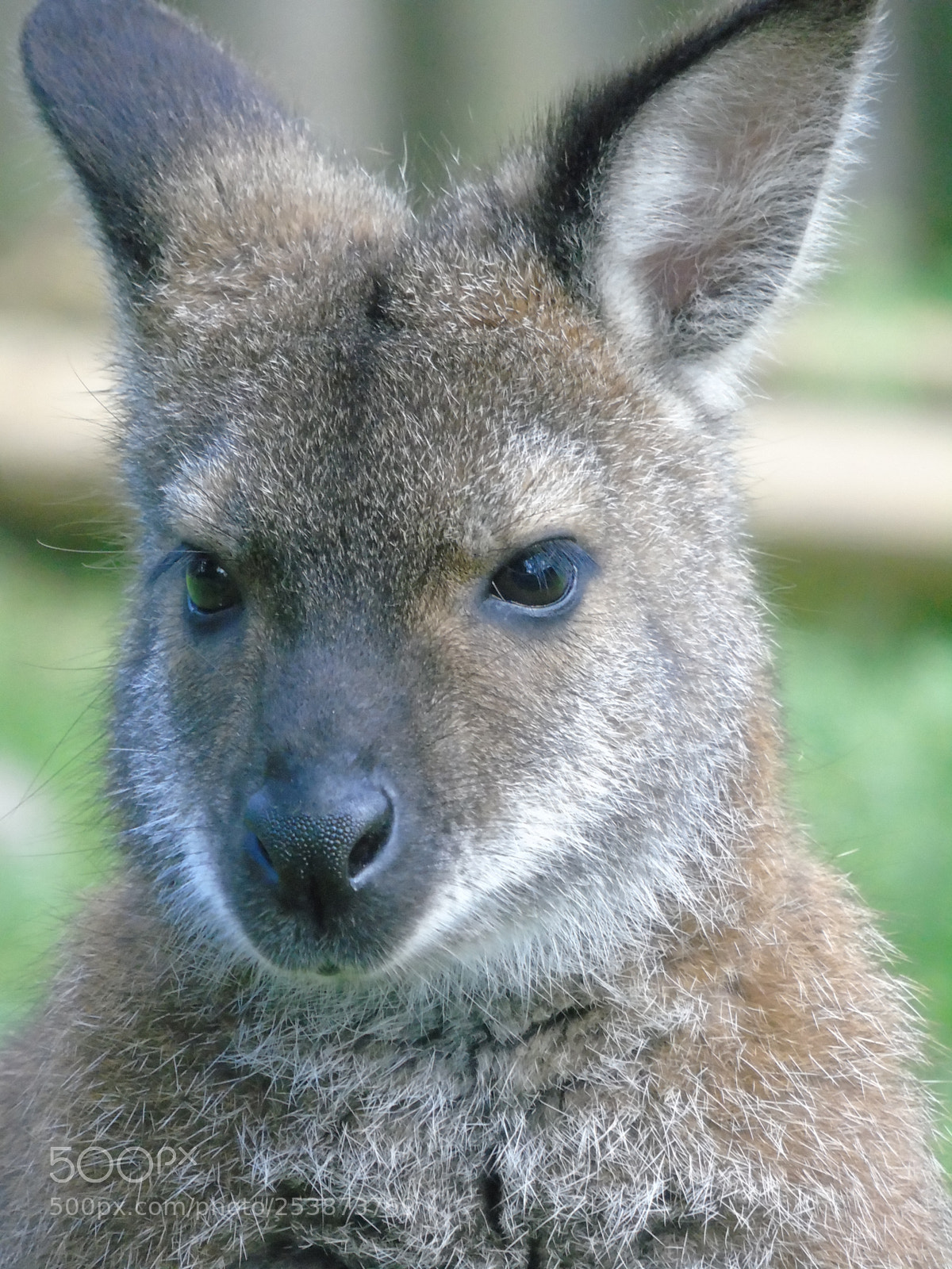Sony Cyber-shot DSC-H400 sample photo. Wallaby portrait photography