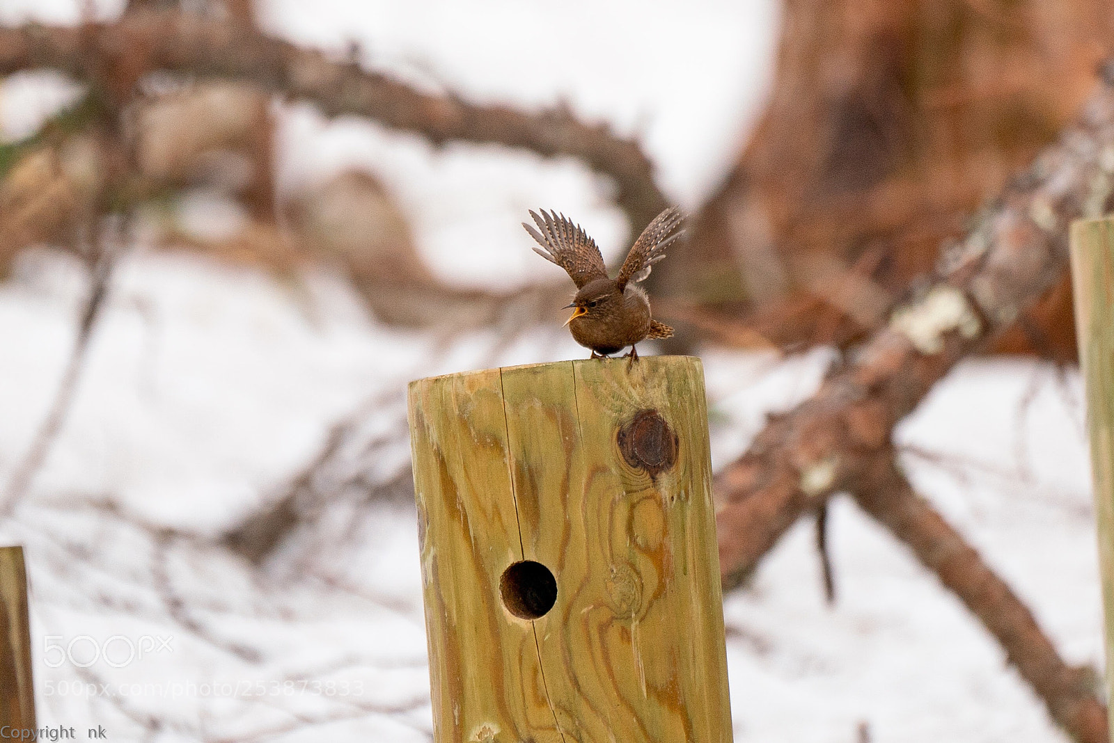 Sony a7R III sample photo. Eurasian wren photography