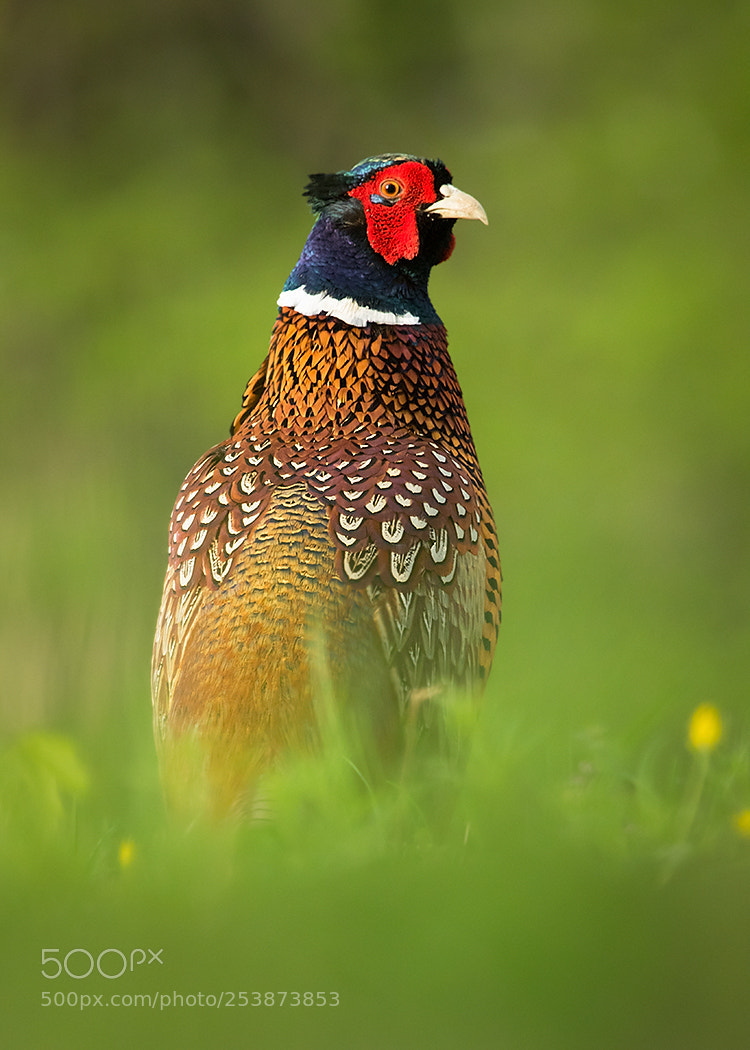 Canon EOS 7D Mark II sample photo. Pheasant photography