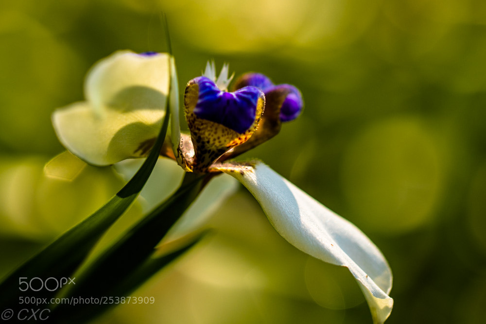 Canon EOS 5D Mark IV sample photo. Flower -6 photography