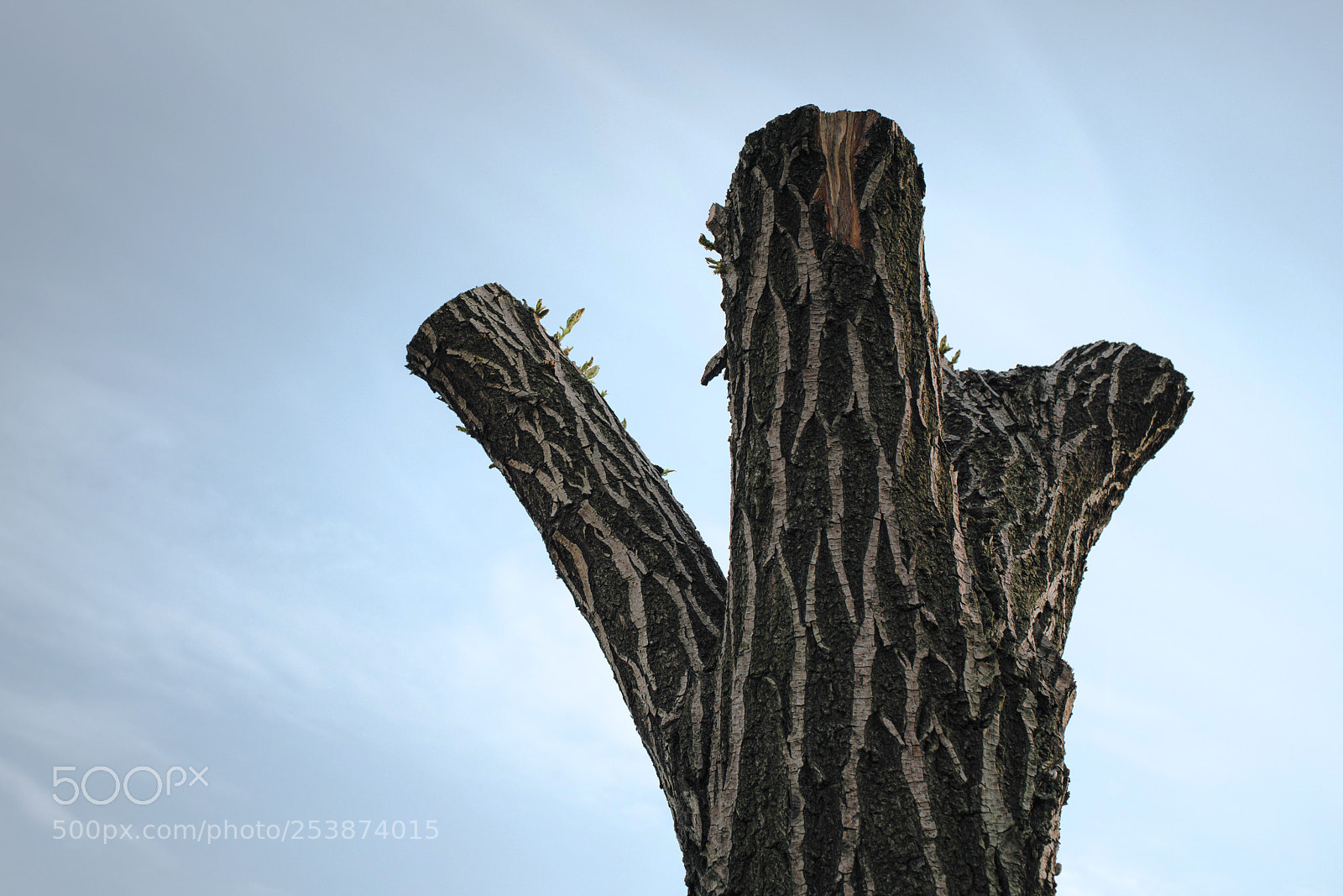 Sony a7R II sample photo. Trunk still photography