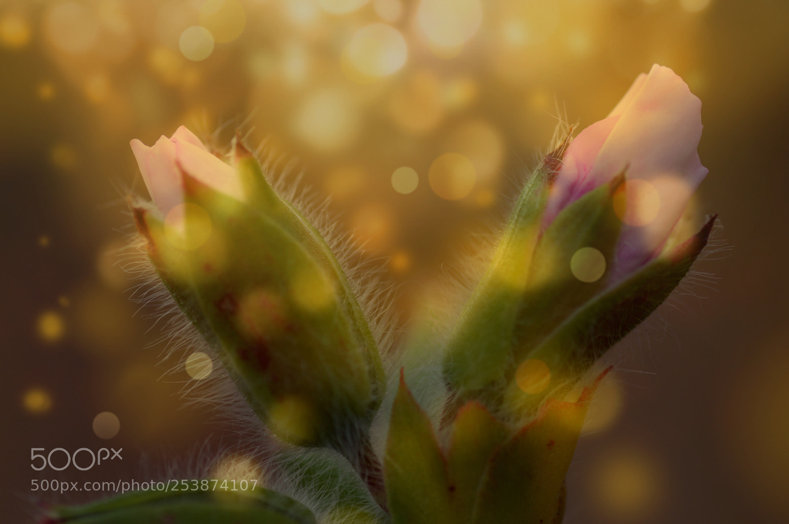 Nikon D3200 sample photo. Compo   abril photography