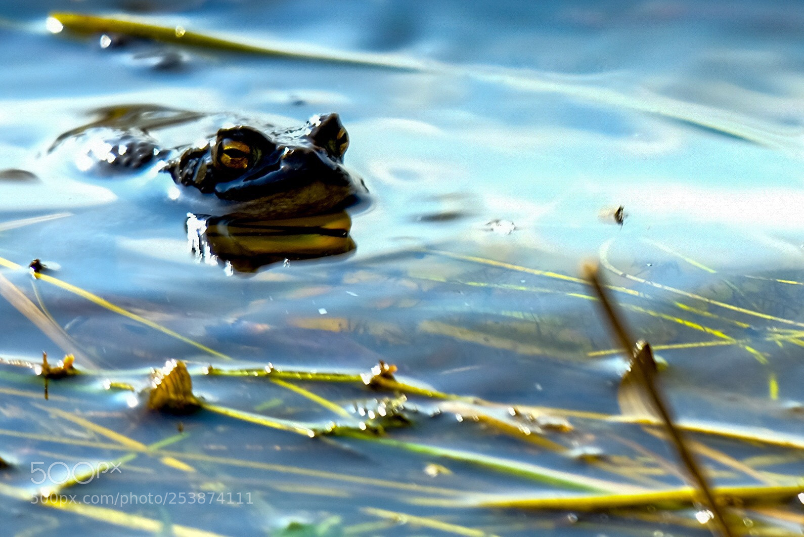 Fujifilm X-T2 sample photo. Frog face photography