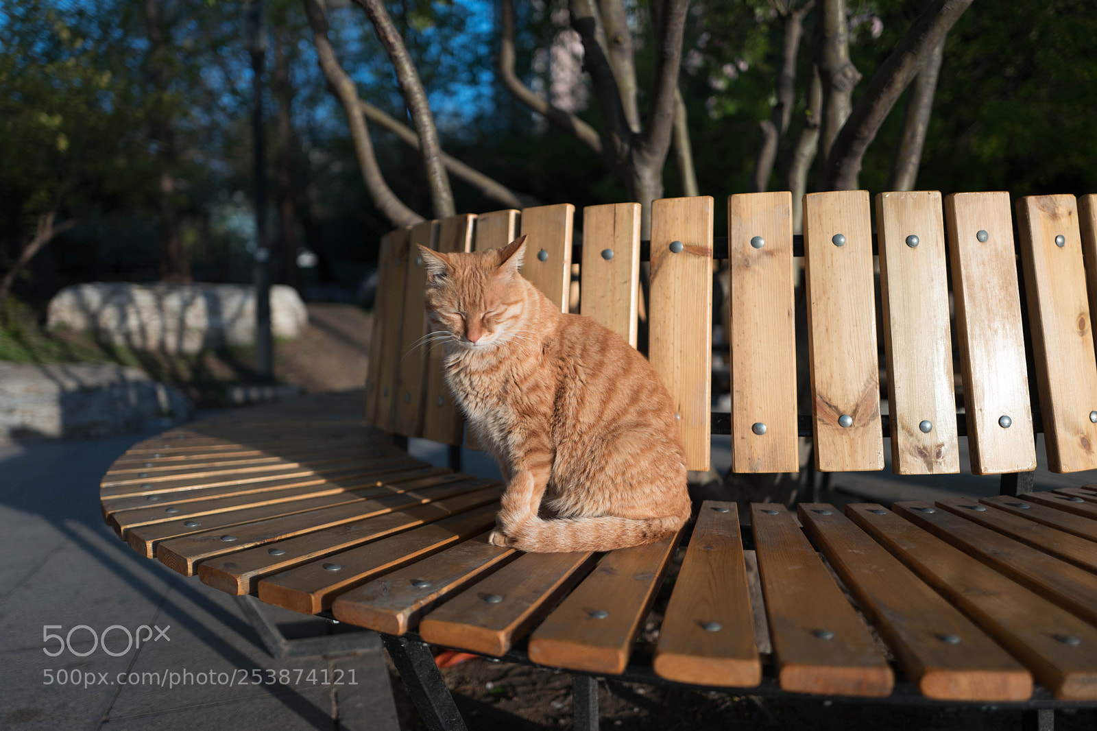 Leica Q (Typ 116) sample photo. 懒洋洋 photography