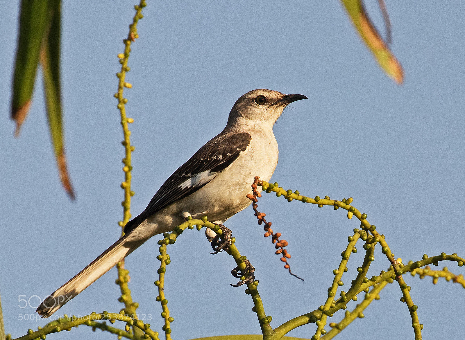 Canon EOS 80D sample photo. Northern mockingbird photography