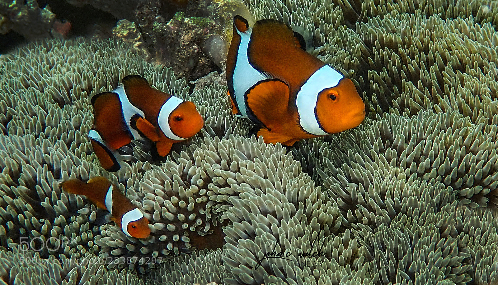Olympus TG-5 sample photo. Nemo's family photography