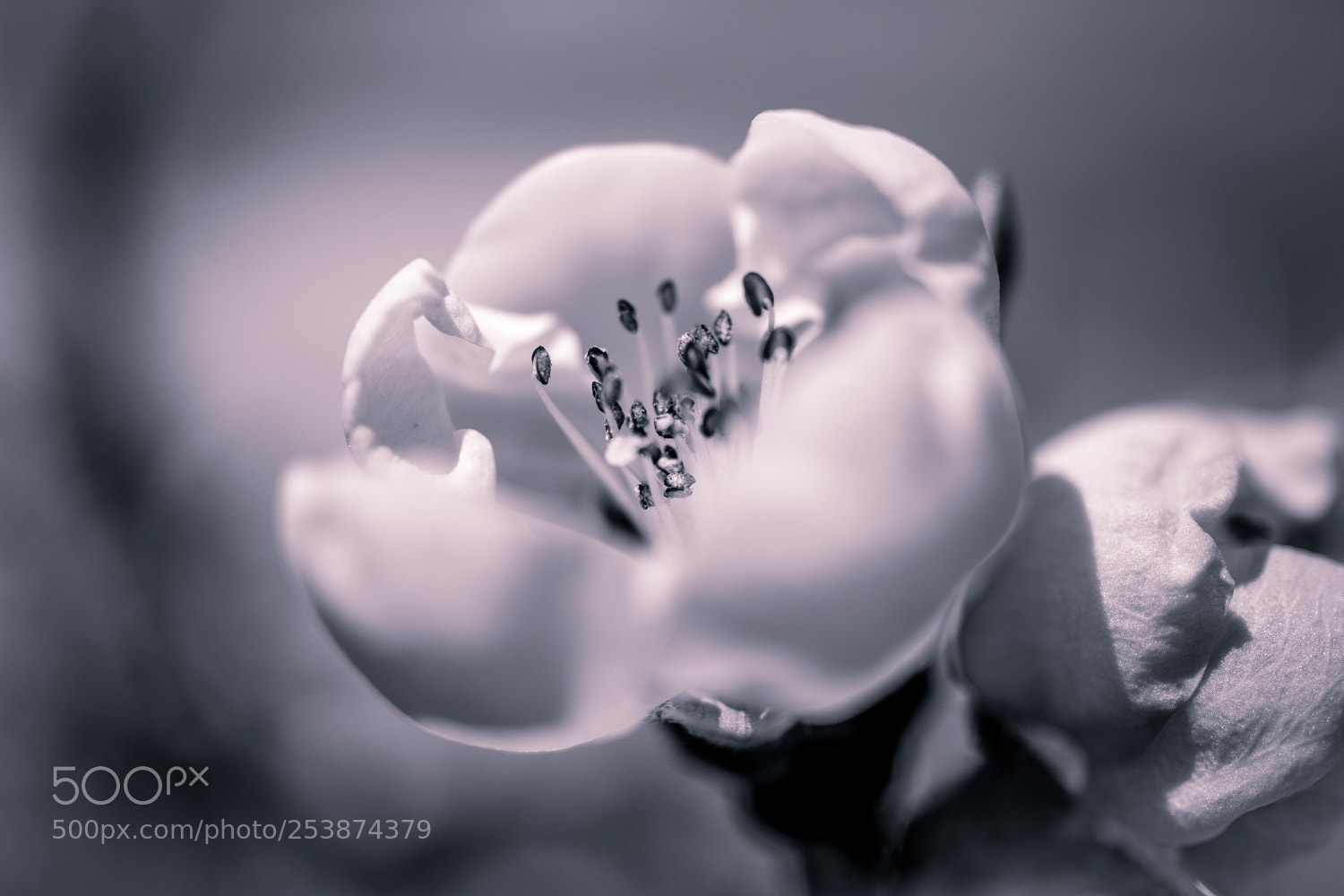 Sony a7 II sample photo. Blüte s/w photography