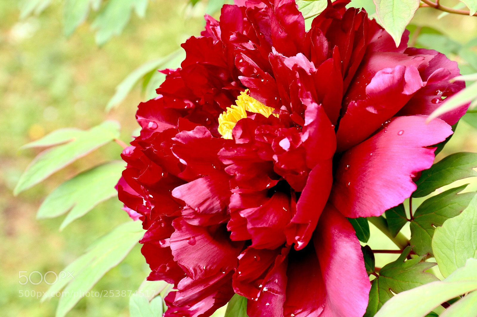 Canon EOS M5 sample photo. Rhododendron photography
