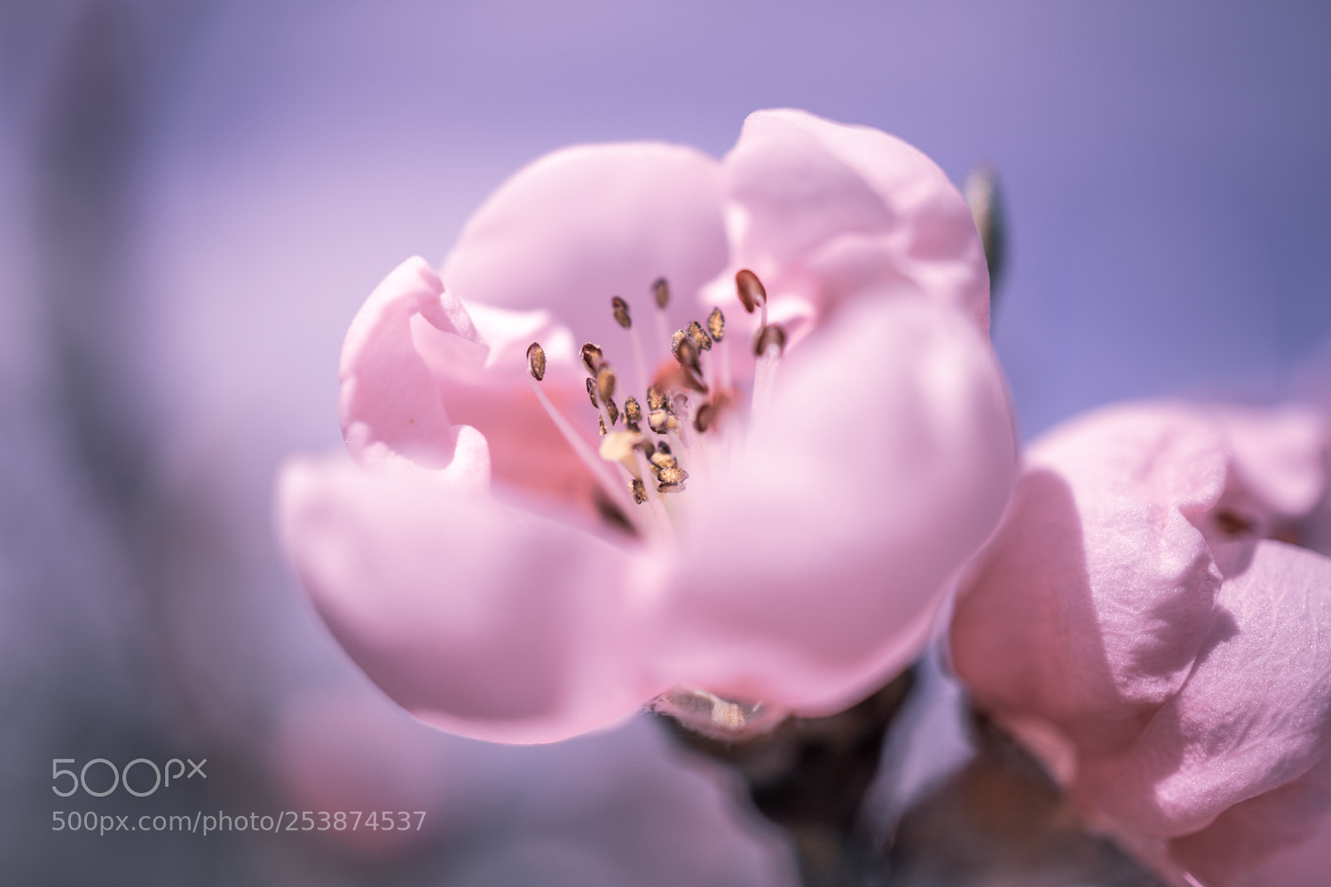 Sony a7 II sample photo. Blüte photography