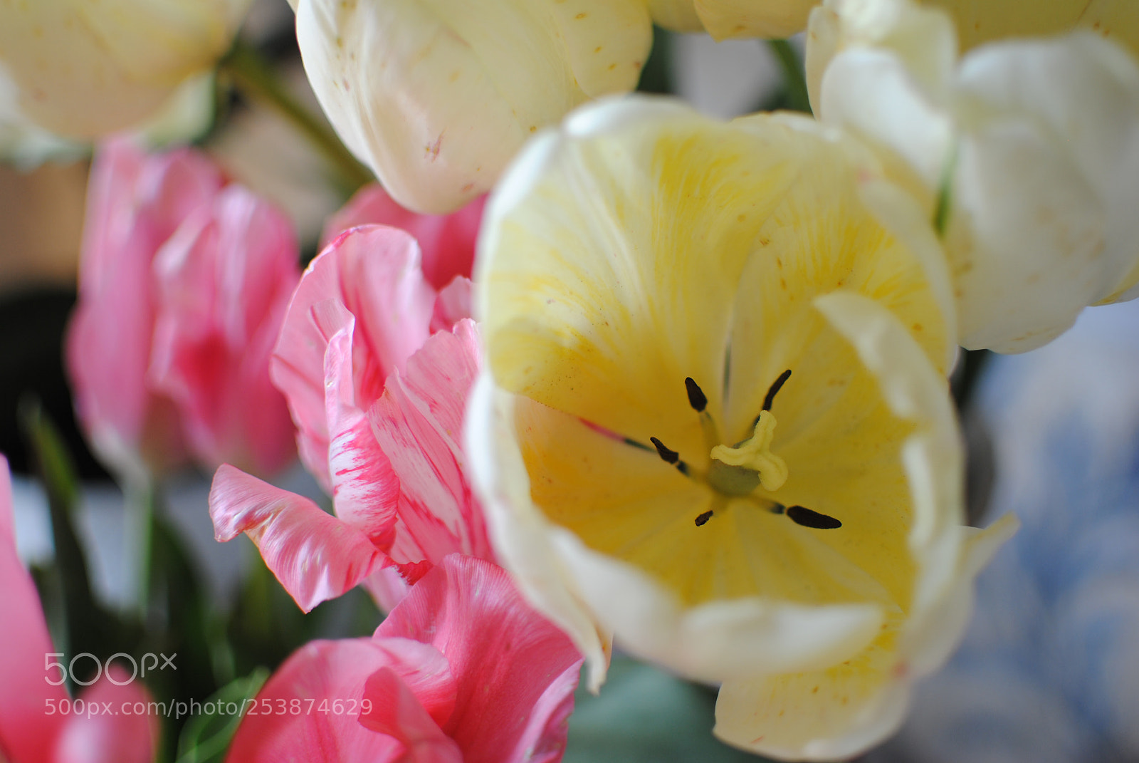 Nikon D3000 sample photo. Spring photography