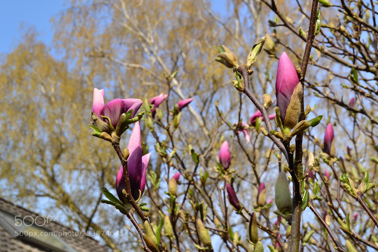 Nikon D3100 sample photo. Magnolie 2 photography