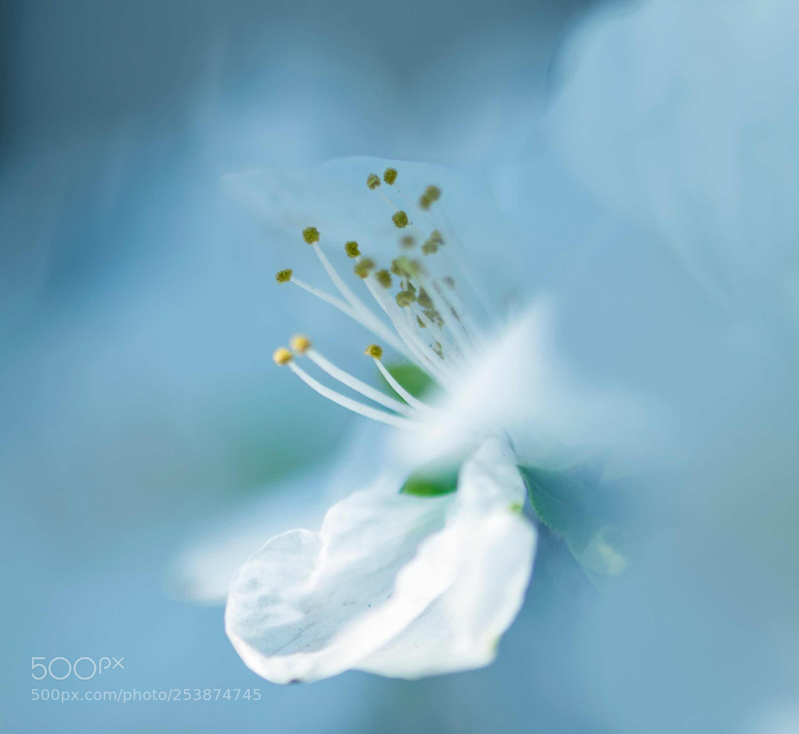 Nikon D810 sample photo. Spricot flower photography