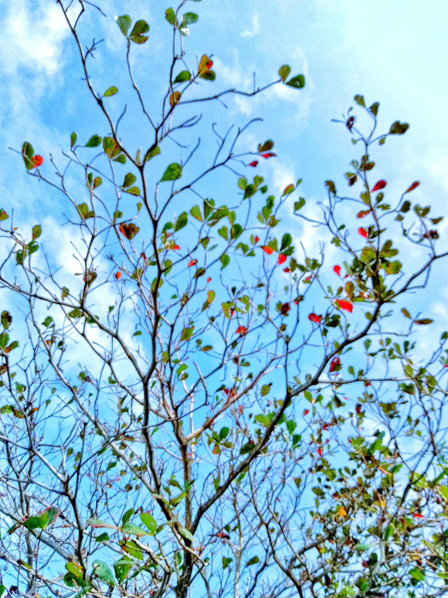 Meizu U20 sample photo. Colorful tree in sanya photography