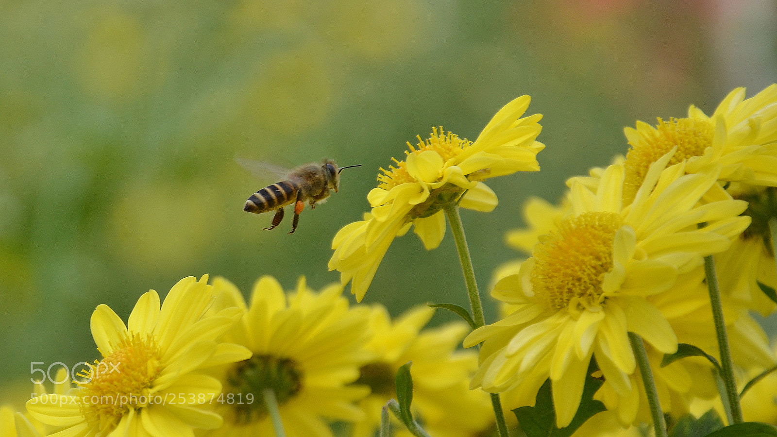 Nikon D7000 sample photo. Honeybee photography