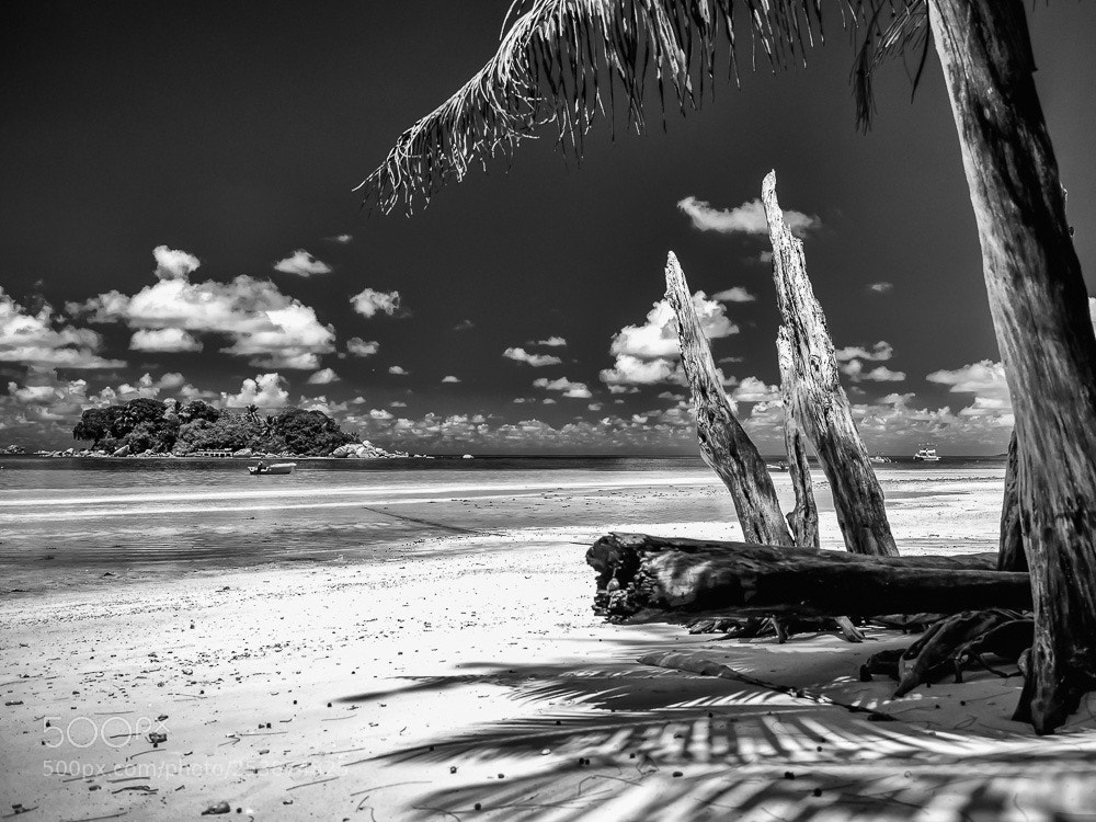 Olympus OM-D E-M1 Mark II sample photo. Beach and wood photography
