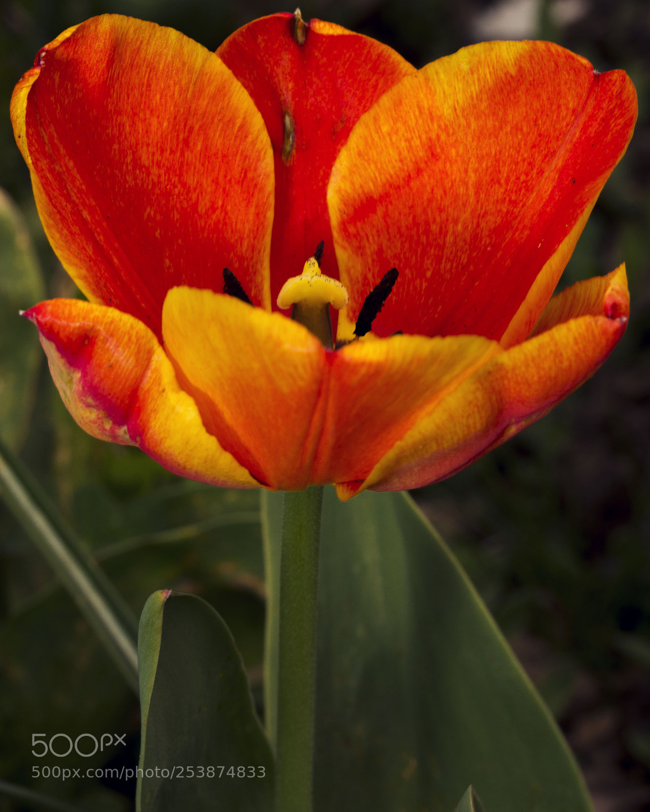 Canon EOS 60D sample photo. Spring time photography