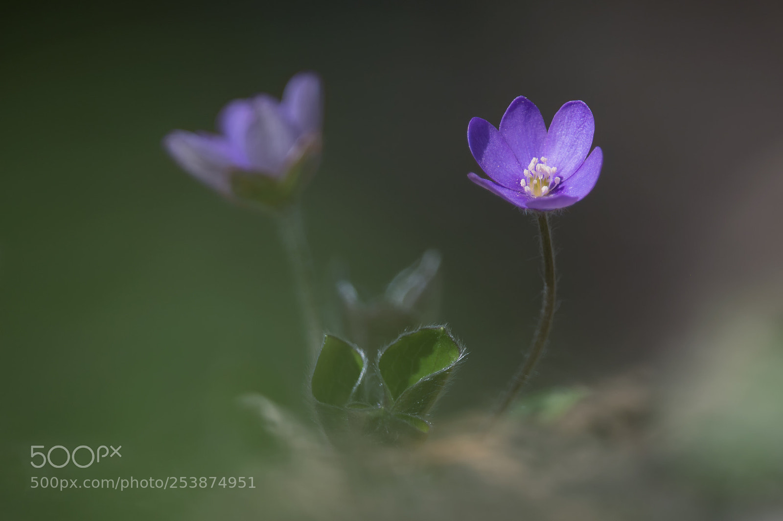 Canon EOS 70D sample photo. Leberblümchen photography