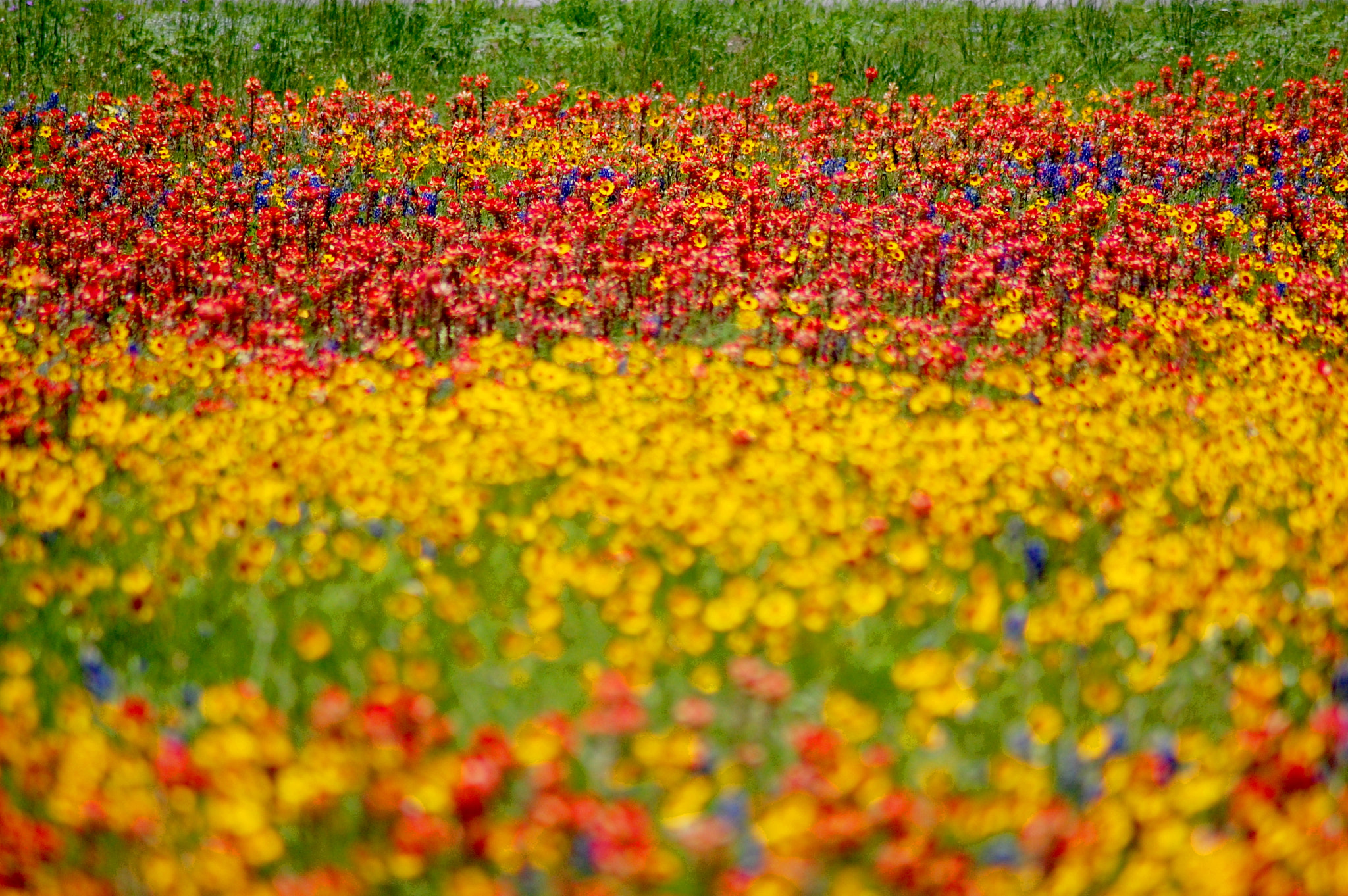 Nikon D40 sample photo. Wild flowers 2 photography