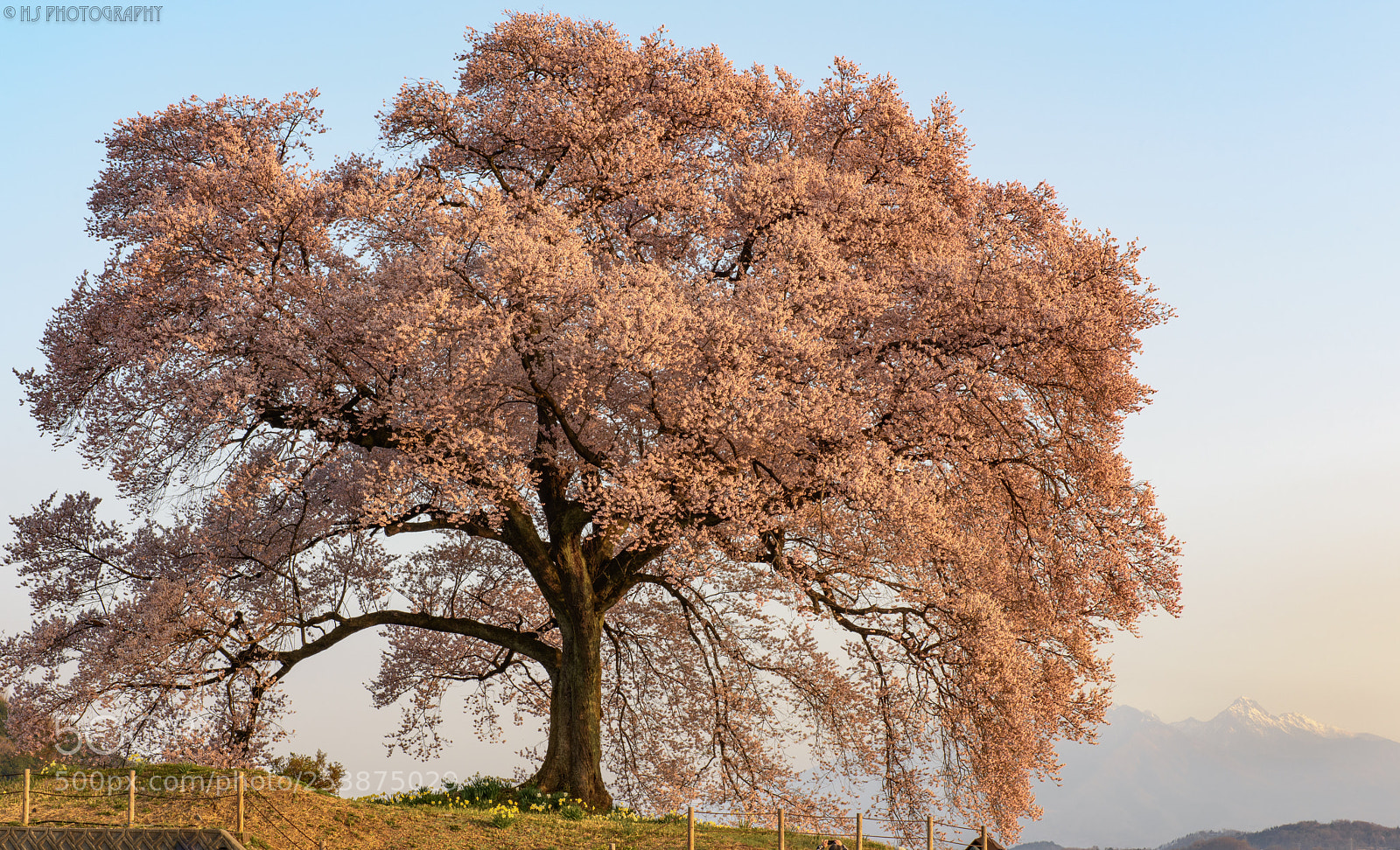 Nikon D810 sample photo. Ancient tree #2 photography