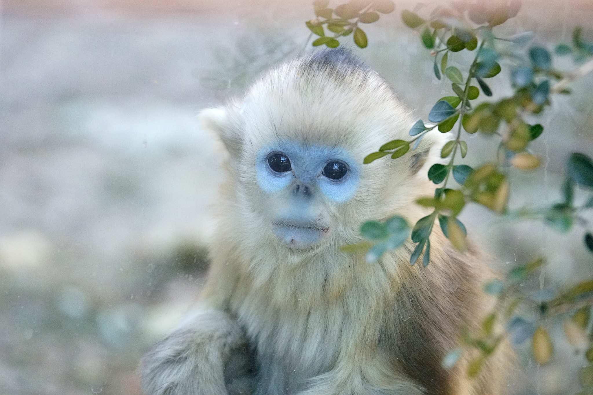 Sony a99 II sample photo. 玻璃笼里的小猴看着笼外的我 photography